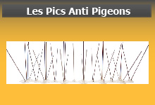 Pics anti pigeons