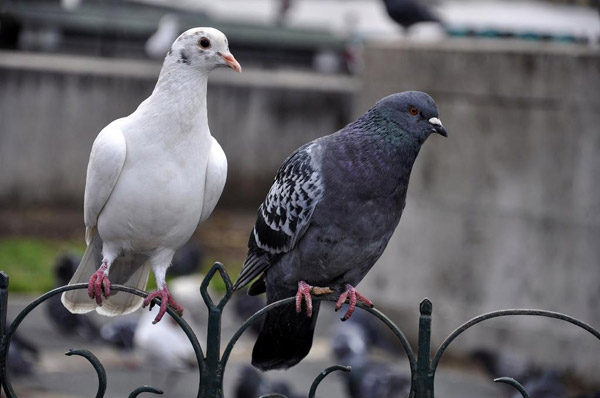 Pigeon biset, pigeon de paris